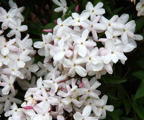 How to care for jasmine plants: experts share 3 top tips | Homes and Gardens