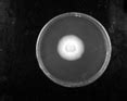 Emulsifying Properties of Rhamnolipids and Their In Vitro Antifungal ...