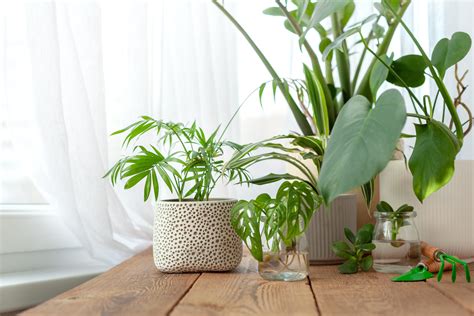 Can Plants Improve Indoor Air Quality? I Wellmann Heating & Air