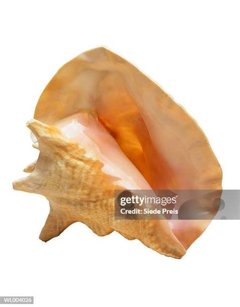 Image result for Shell Inside