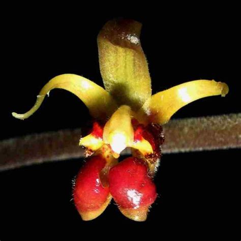 Plocoglottis quadrifolia sp. – EXOTICA ORCHIDS