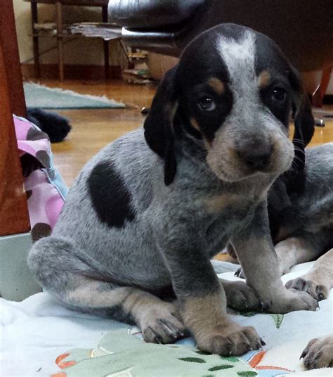 Bluetick Coonhound puppies for sale Ontario