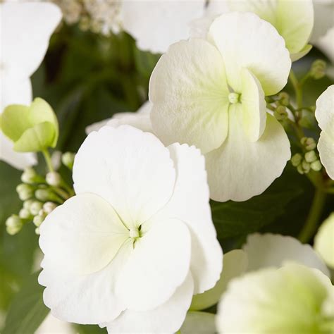 Image result for Runaway Bride Hortensie