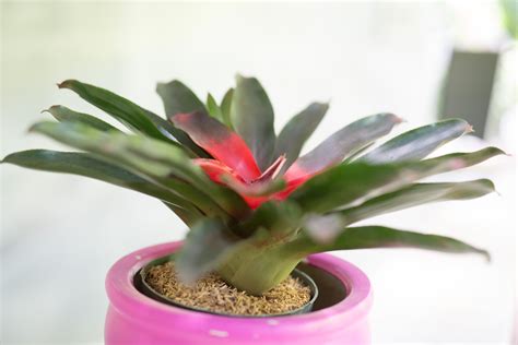 How to Grow and Care for Bromeliads