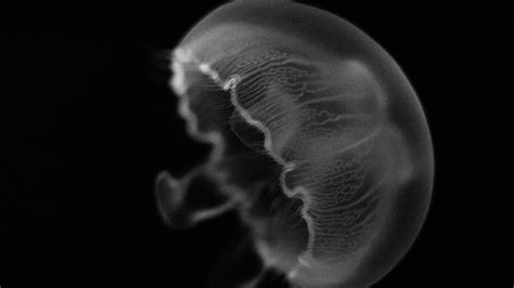 Download wallpaper 1920x1080 jellyfish, creature, underwater world ...
