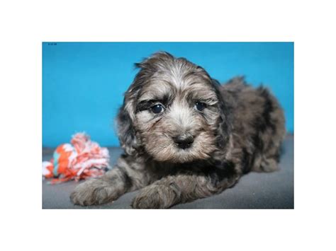 Image result for F1B Cockapoo