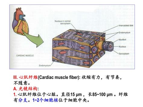 心肌细胞的结构心肌细胞的结构特点2022已更新今日更新