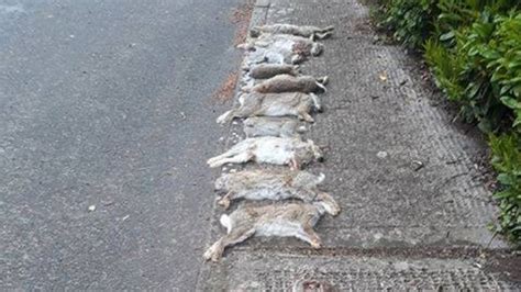 Gardaí investigate after 13 dead rabbits left on village path – The ...