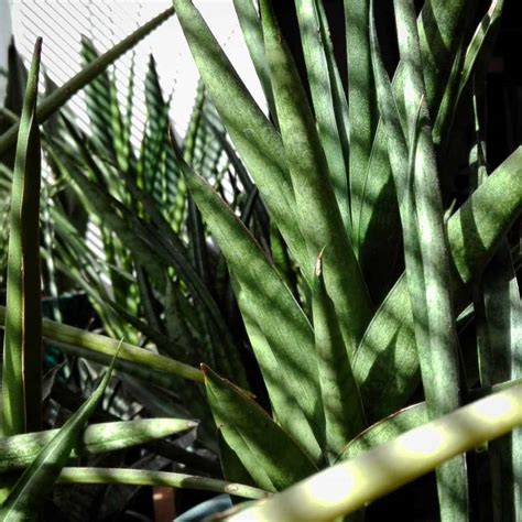 Full Guide To Snake Plant Light Requirements | Plant Care Today