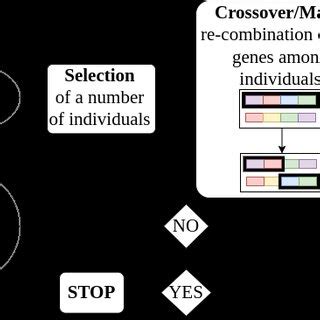 Image result for Schematic Diagram of Genetic Optimization Algorithm