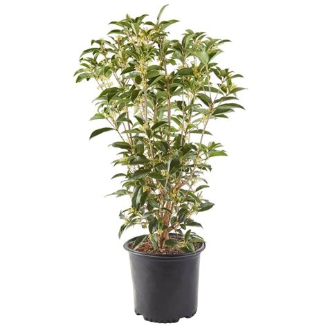 Osmanthus Tea Olive Shrub - Plants Direct To You