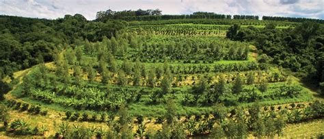 Agroforestry | LearnPro