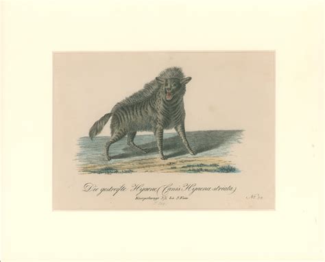 Büchner, J.L. [Striped Hyena] – Philadelphia Print Shop