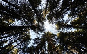 Wallpaper trees, forest, pine, bottom view, sky hd, picture, image