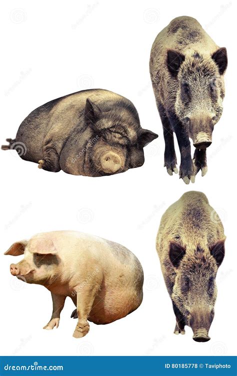 Differences between Domestic Pig and Wild Boar Stock Photo - Image of ...