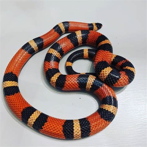 Snakes Python Cute 的图像结果
