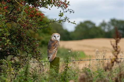 Barn Owl Habitat South Downs Trust