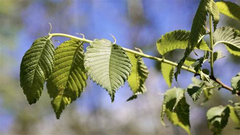 Identify Elm Tree 的图像结果