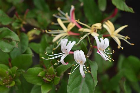 Purple-Leaf Japanese Honeysuckle