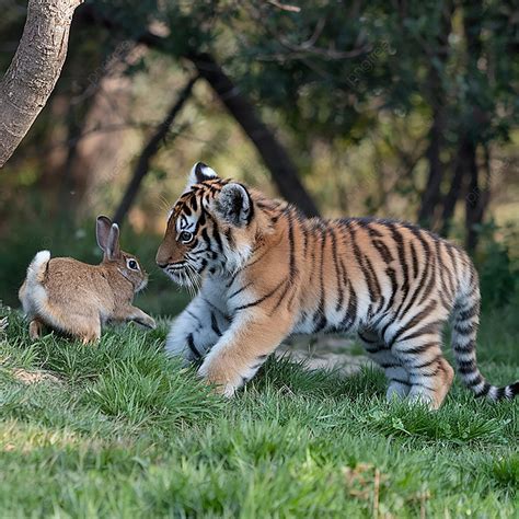 Tigerpython Rabbit 的图像结果