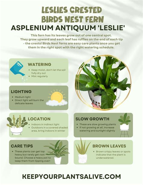 Leslie's crested birds nest fern care guide - keep your plants alive