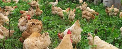 鸡如何增肥最快最有效，增肥药什么时间吃好_中国历史网