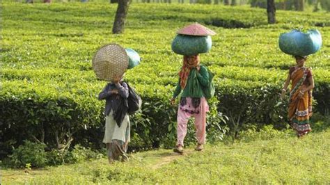 Covid-19 spreads to Assam tea gardens; nearly 300 cases reported ...