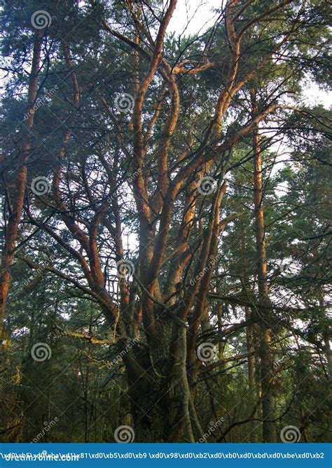 Old Crooked Pine in the Forest Against the Background of Green Pines ...
