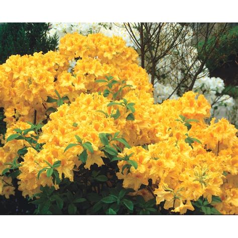 Gardens Alive! Yellow Flowering Golden Lights Deciduous Azalea ...