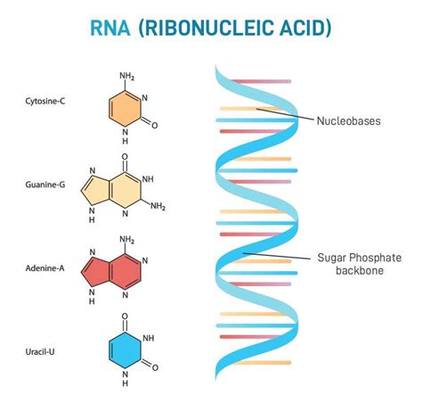 Image result for RNA DNA Explained