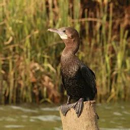 Best Top Rated Boat ramp in Prakkulam, Kerala, India | Yappe.in