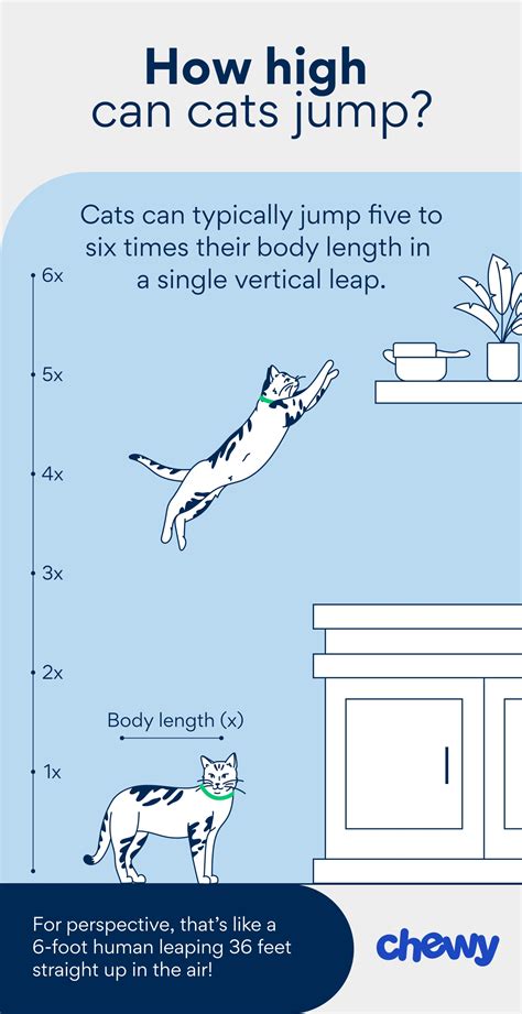 How High Can Cats Jump, And How Do They Do It | Chewy