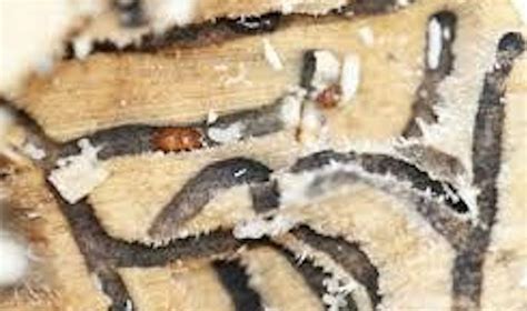 Polyphagous shot-hole borer (PSHB) Information Evening, 61 Broun Avenue ...