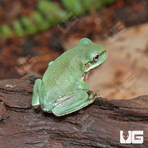Image result for Snowflake Dumpy Tree Frog