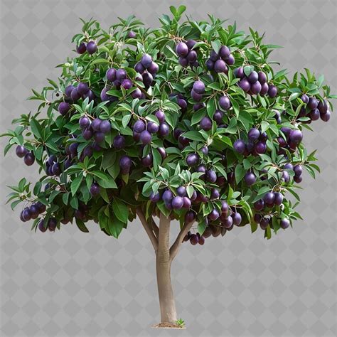 Image result for Java Plum Tree