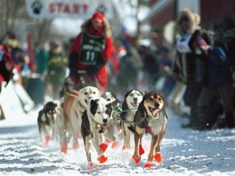 MUSH with Noggin the Sled Dog, 201 S Elm St, Shenandoah, IA, United ...