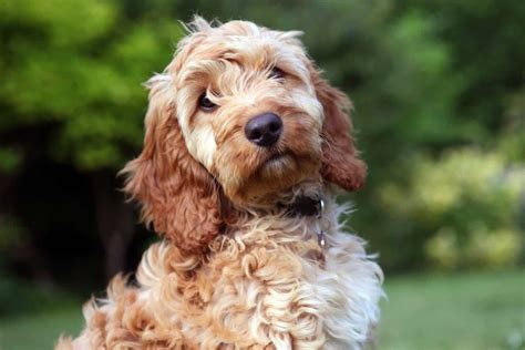 Image result for Large Cockapoo
