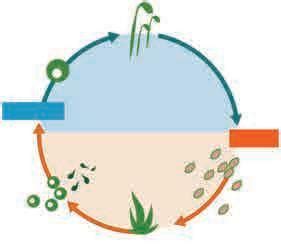 Observe the following diagram. Correct it and write the information in ...