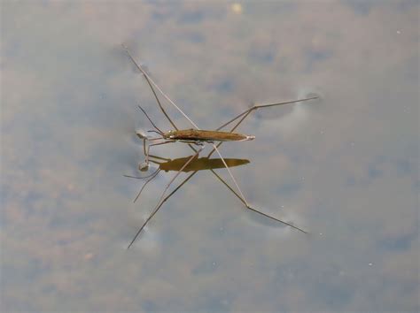 water-strider - Chalkdust