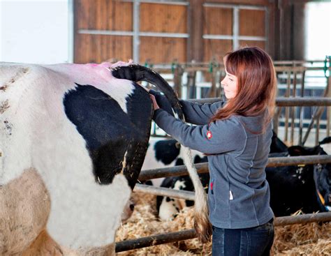 Richtig Fieber messen bei Milchkühen: Tipps und Thermometer ...