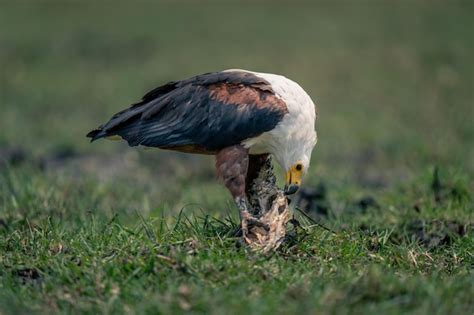Close-up of bird on field | Premium Photo
