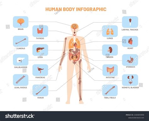 Human Body Infographic Anatomy Medical Scheme Stock Vector (Royalty Free) 2165655959 | Shutterstock