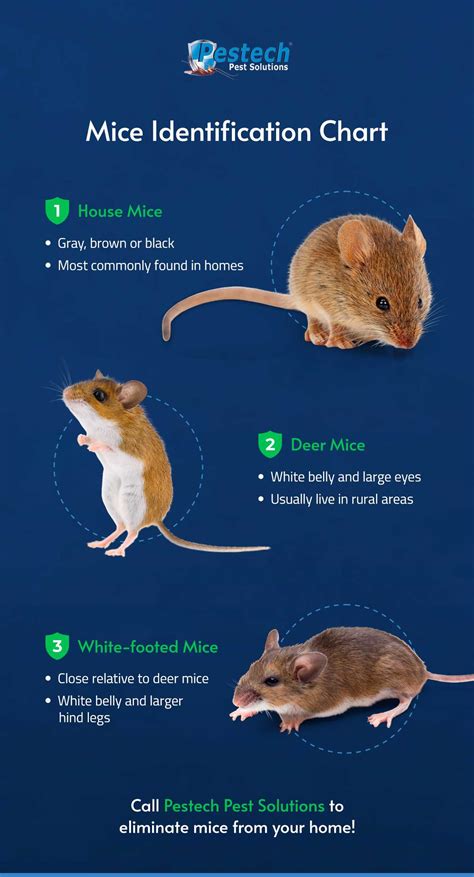 House Mouse Vs Deer Mouse: What's The Difference? - [Updated December ...