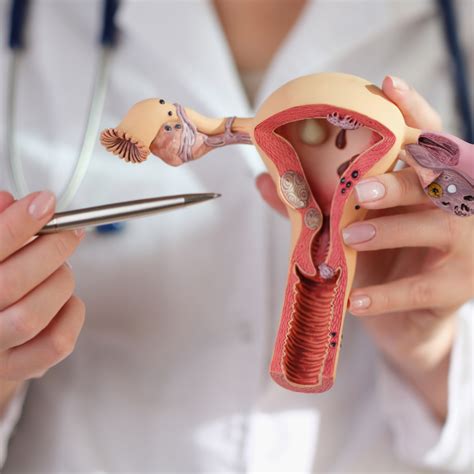 Biological Reproduction Model Kit 的图像结果