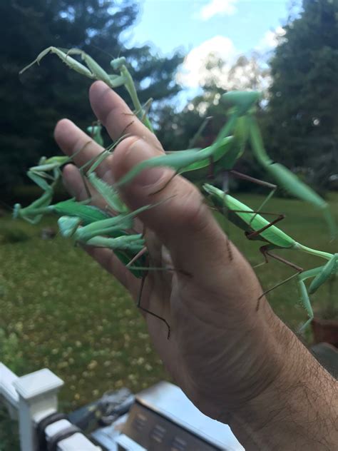 Giant Praying Mantis