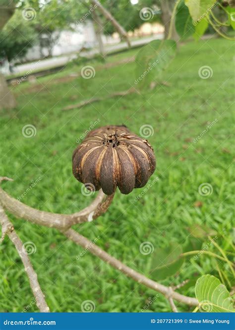 Exploding Tree 的图像结果