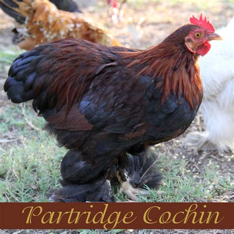 Partridge Cochin | Cochin chickens, Chickens, Pet chickens