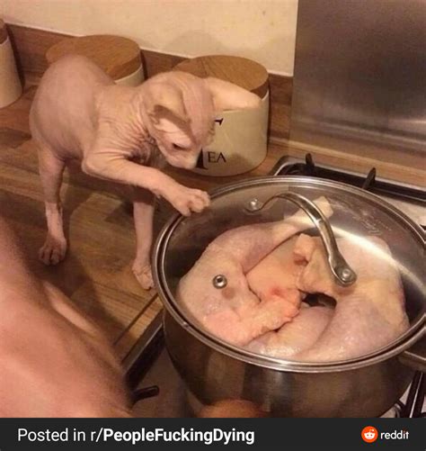 Image result for Alien Eat Human Meat