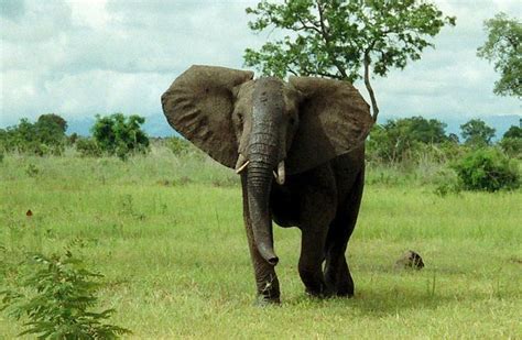 Image result for Elephant Insurance