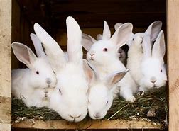 Image result for Baby Bunnies On a Field
